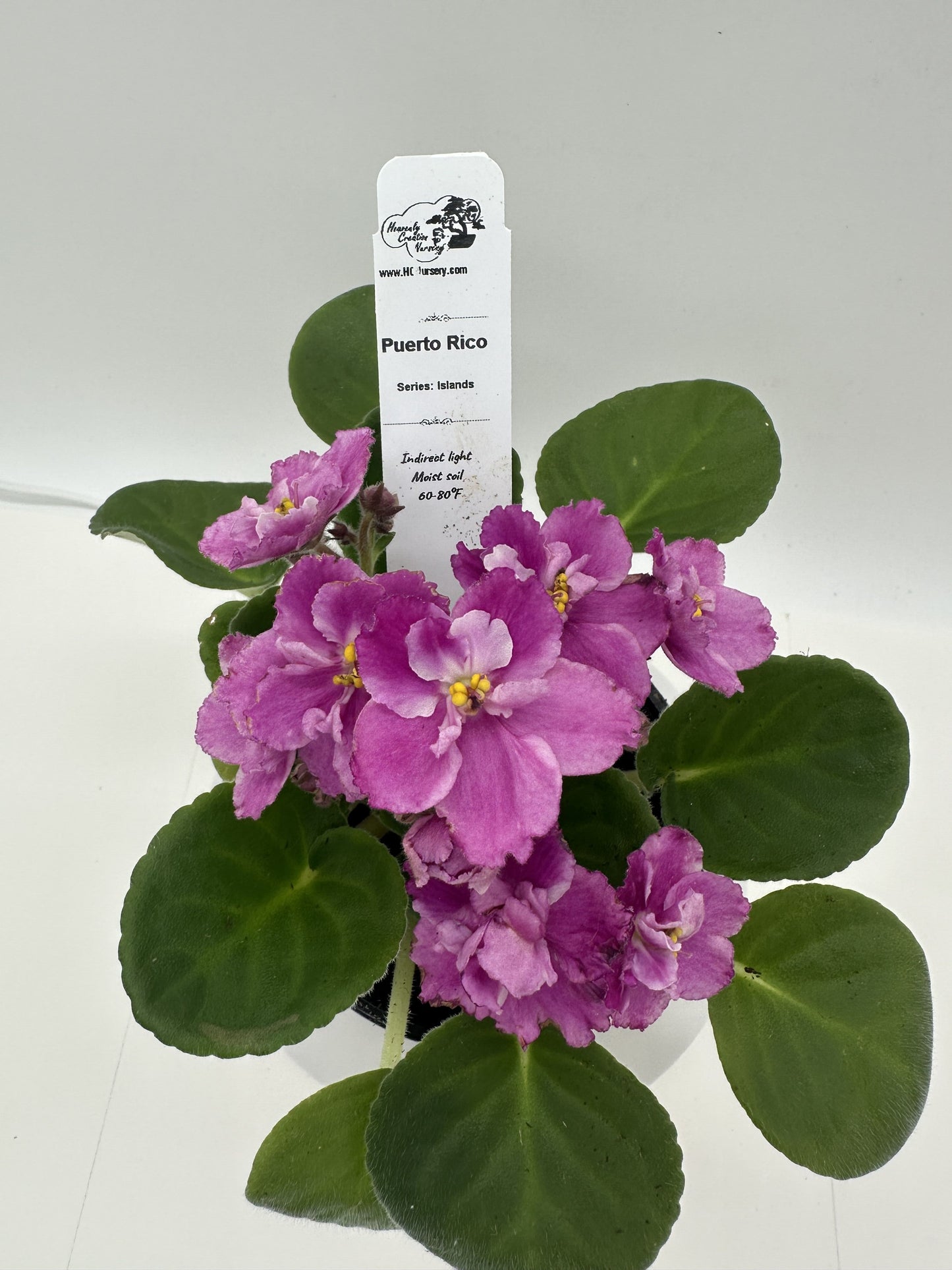 Puerto Rico - Live African Violet 4" - Series: U.S. States