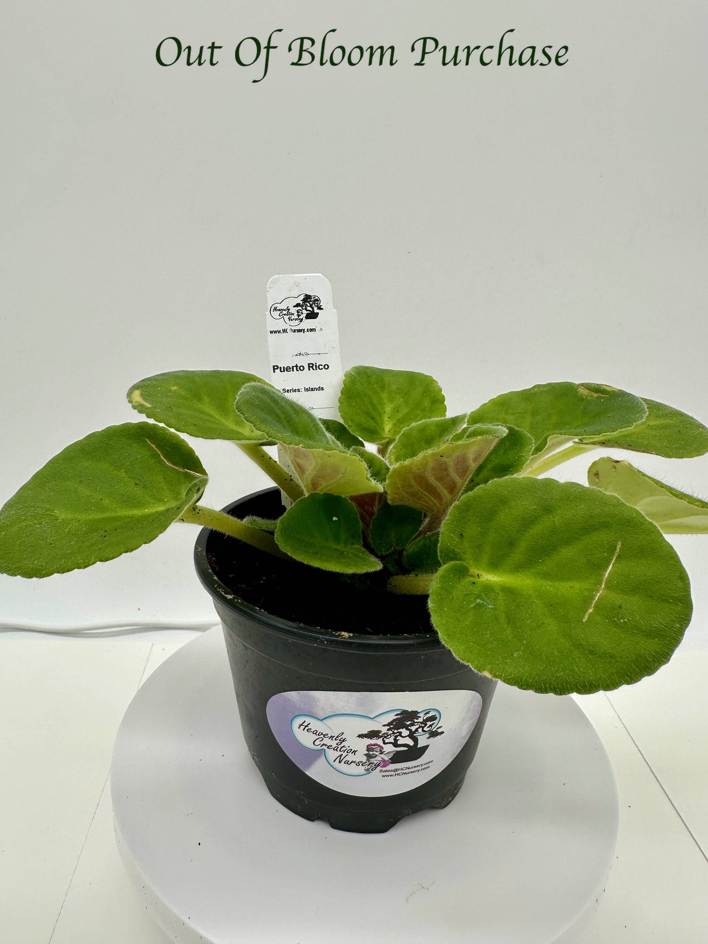 Puerto Rico - Live African Violet 4" - Series: U.S. States