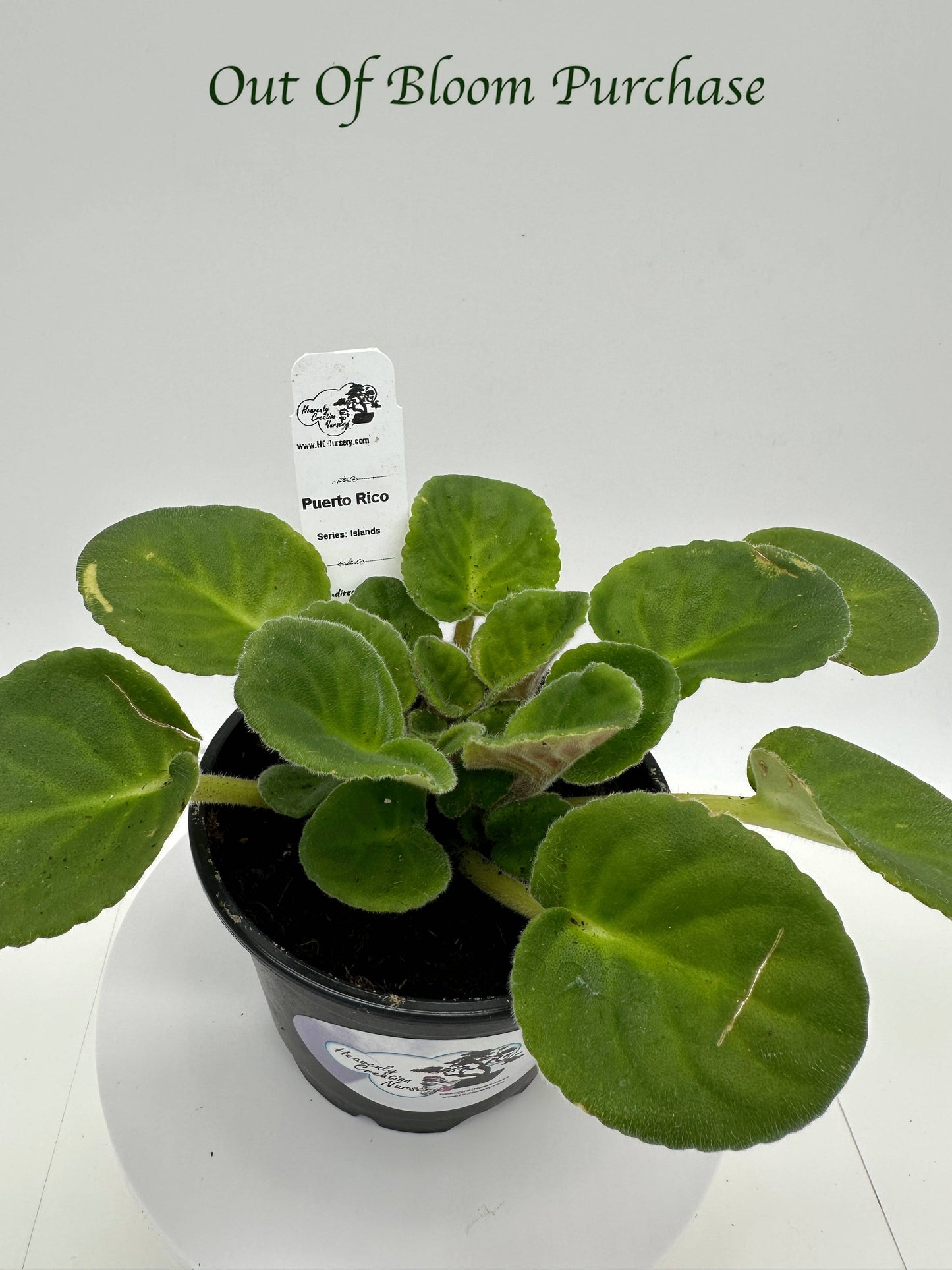 Puerto Rico - Live African Violet 4" - Series: U.S. States