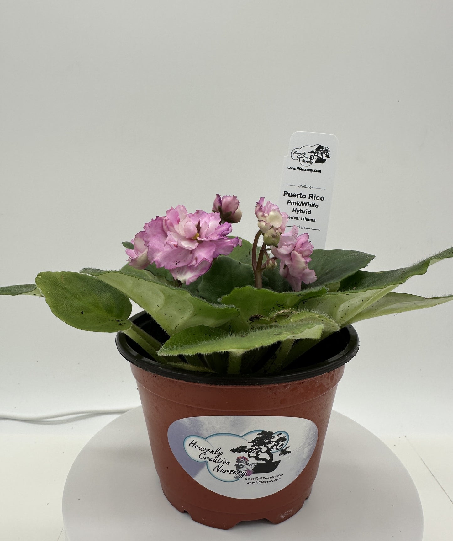 Puerto Rico - Pink / White Hybrid - Live African Violet 4" - Series: U.S. States