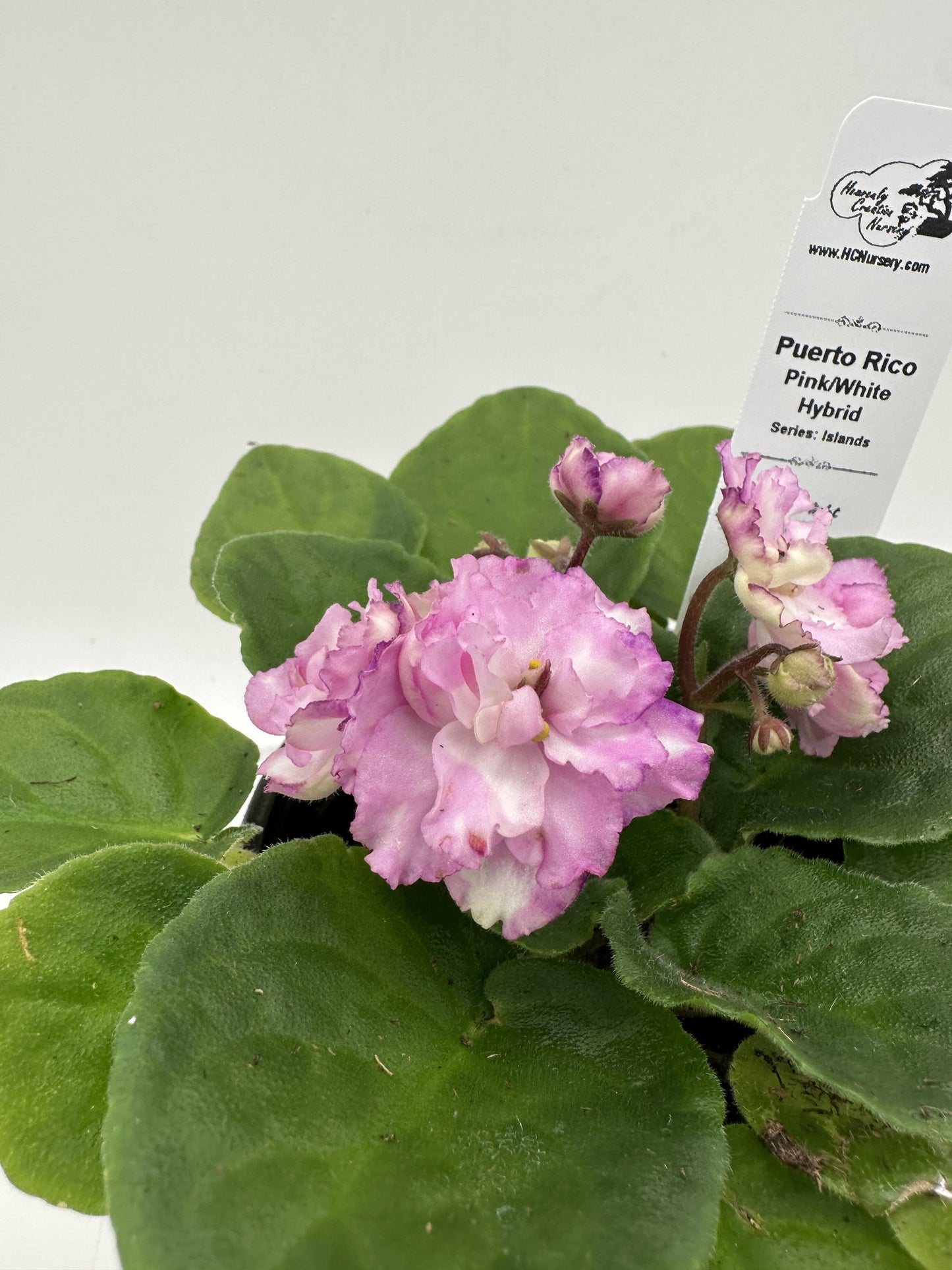 Puerto Rico - Pink / White Hybrid - Live African Violet 4" - Series: U.S. States
