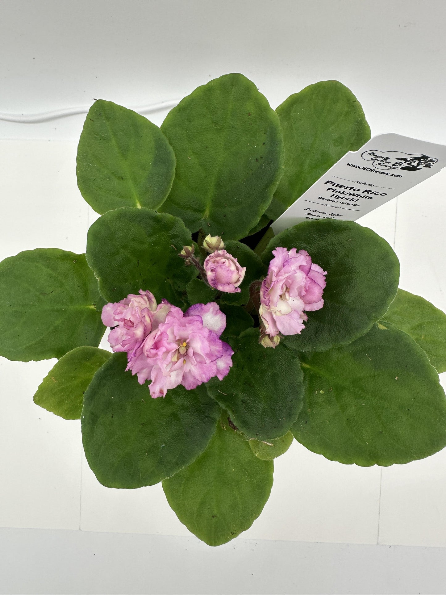 Puerto Rico - Pink / White Hybrid - Live African Violet 4" - Series: U.S. States