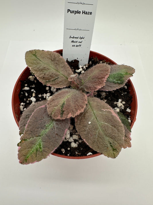 Purple Haze - Live Episcia 4" (Elite)