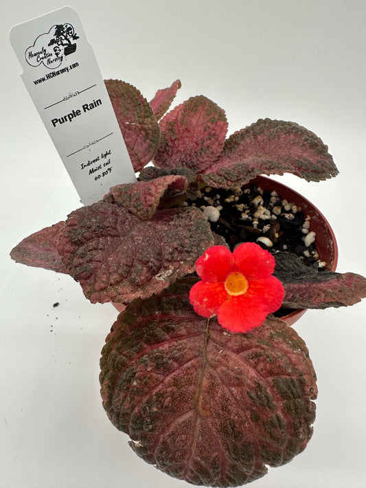 Purple Rain - Live Episcia 4"