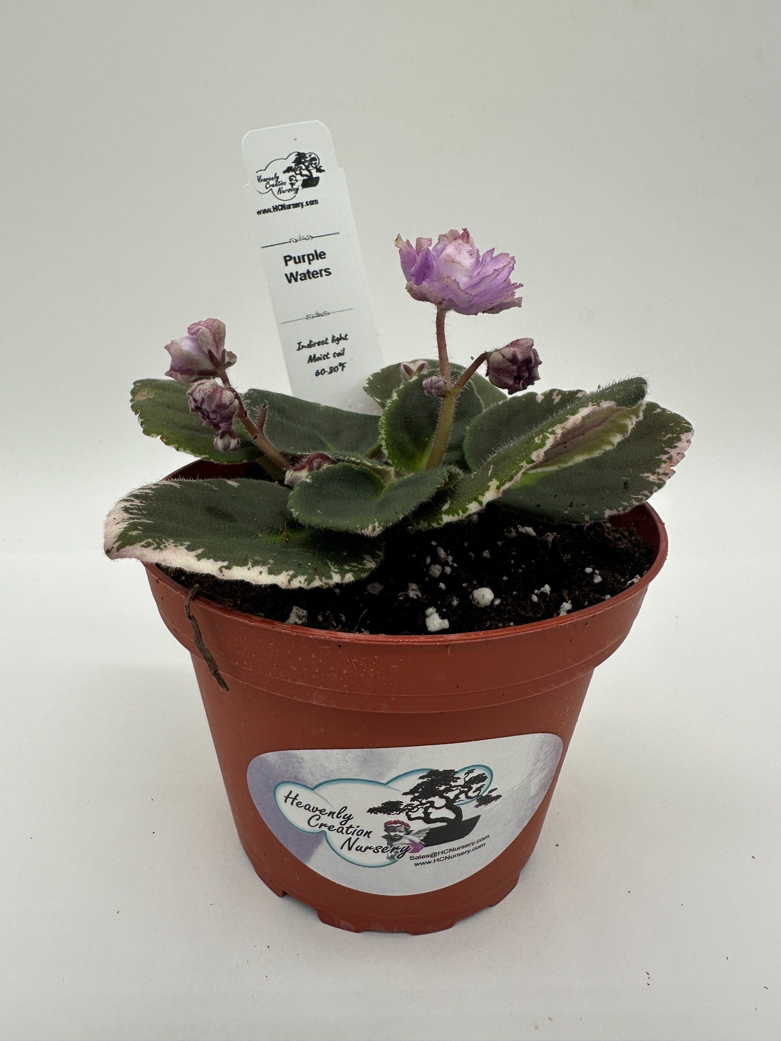 is an african violet a succulent Purple Waters
