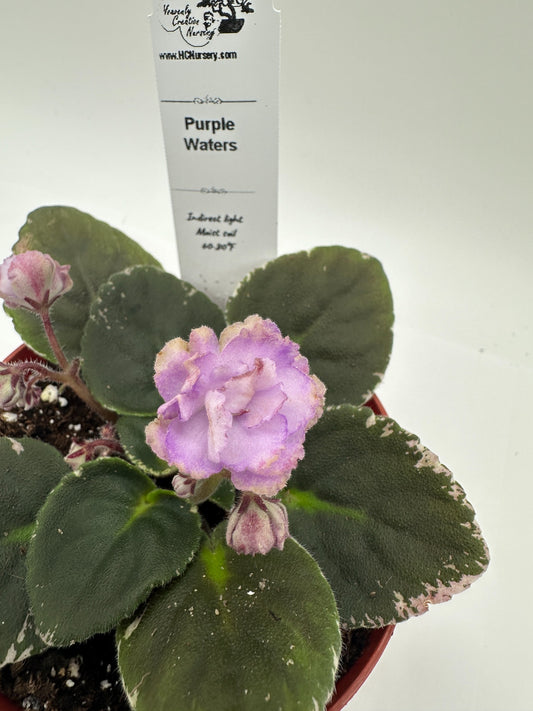 Purple Waters - Live African Violet 4"