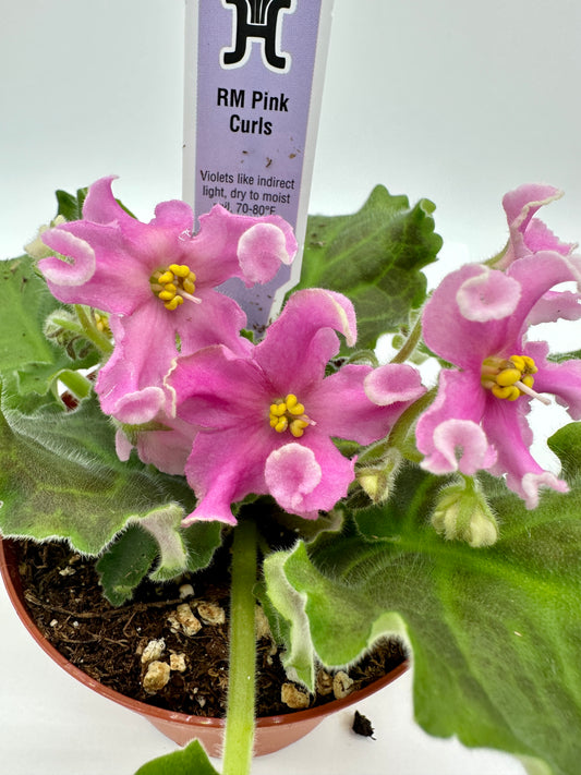 RM Pink Curls - Live African Violet 4"