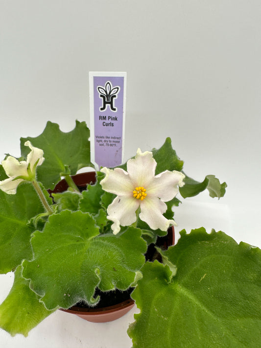 RM Pink Curls White - Live African Violet 4"