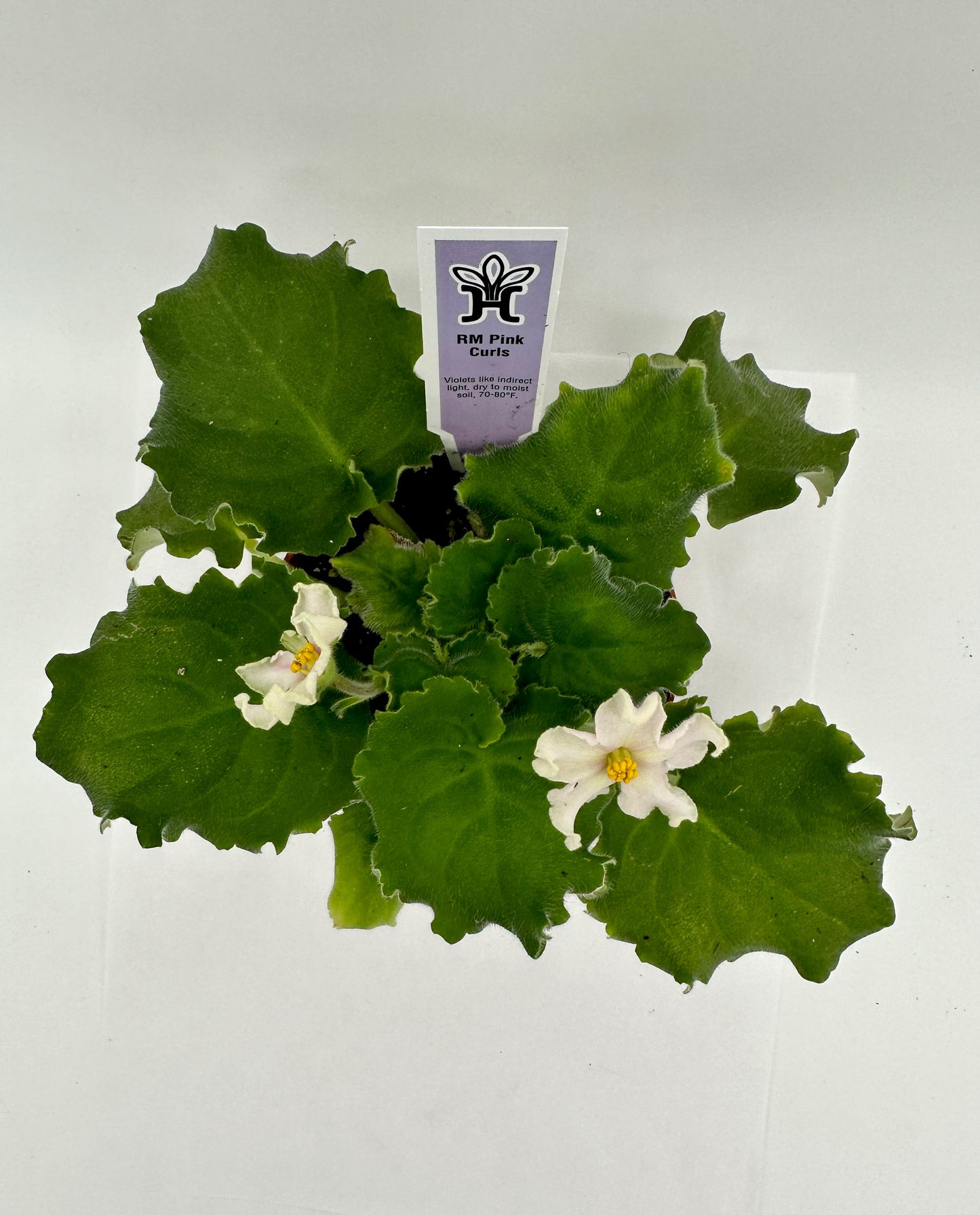 RM Pink Curls White - Live African Violet 4"