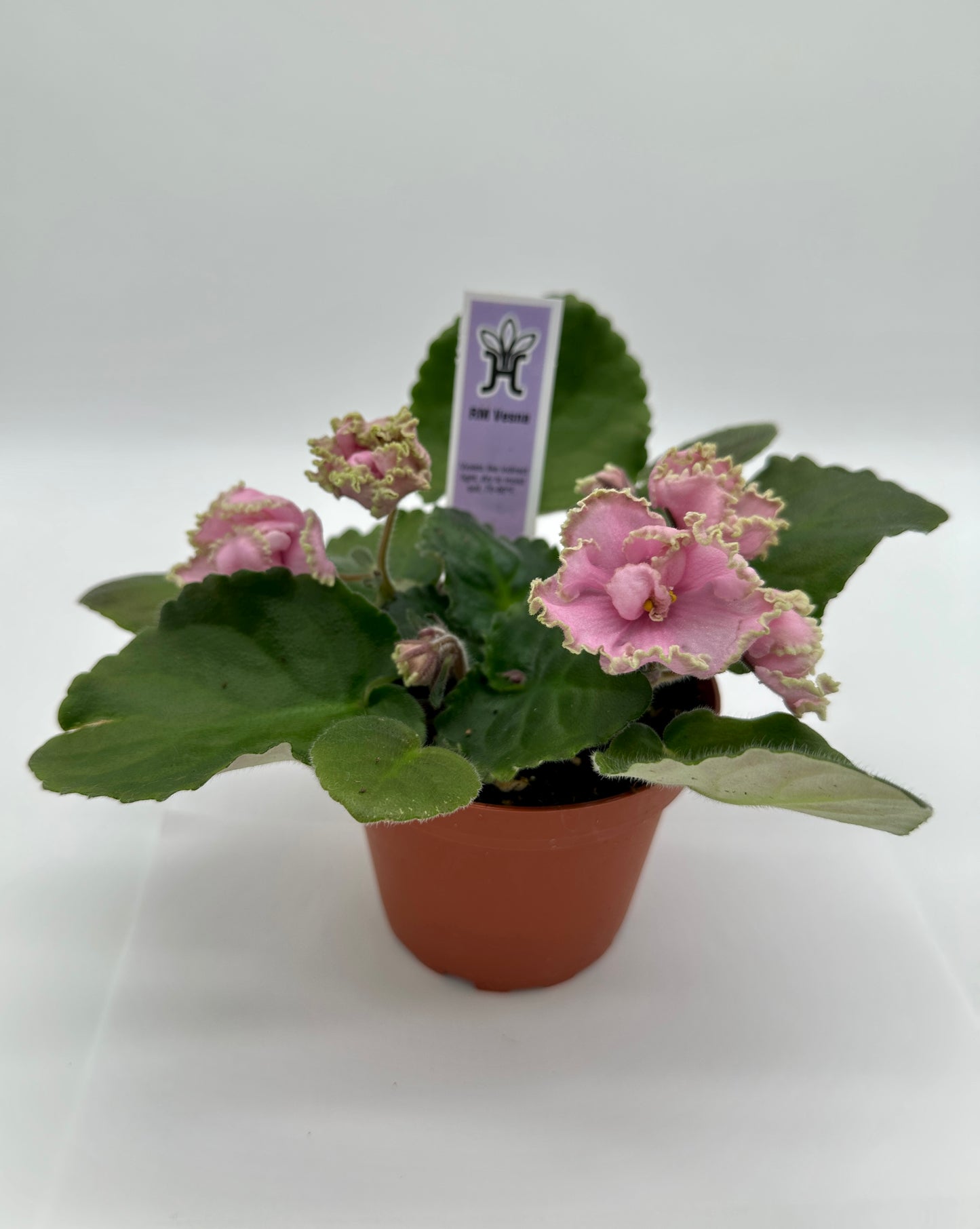 RM Vesna - Live African Violet 4"