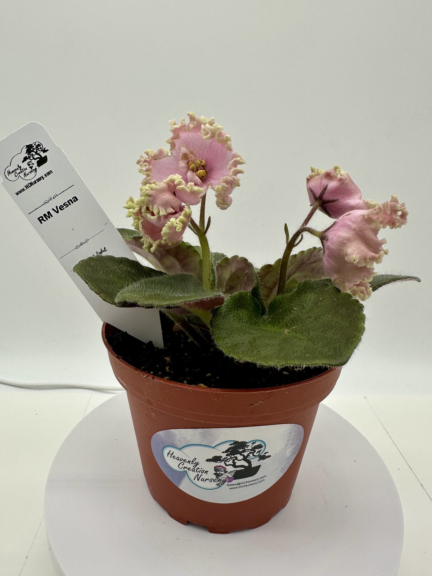 RM Vesna - Live African Violet 4"