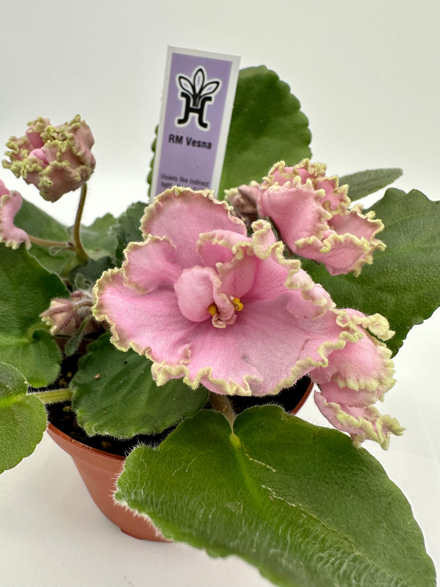 RM Vesna - Live African Violet 4"