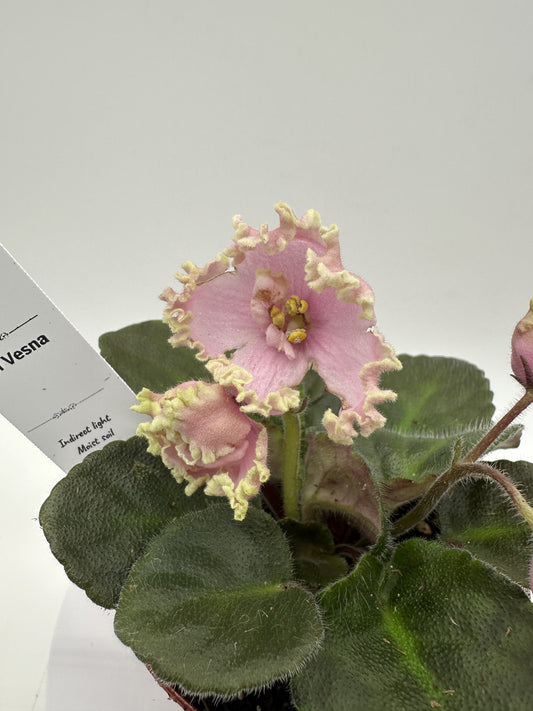 RM Vesna - Live African Violet 4"