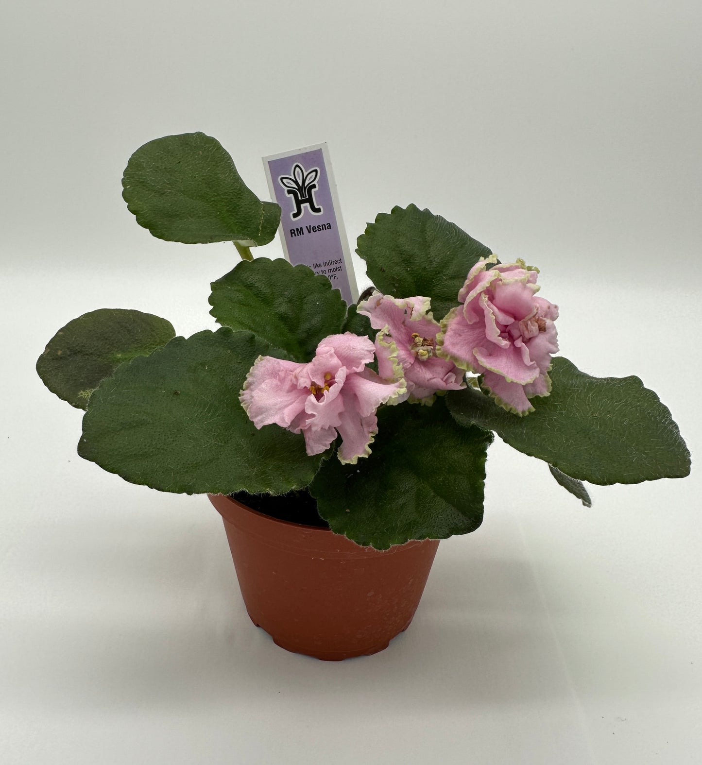 RM Vesna - Live African Violet 4"