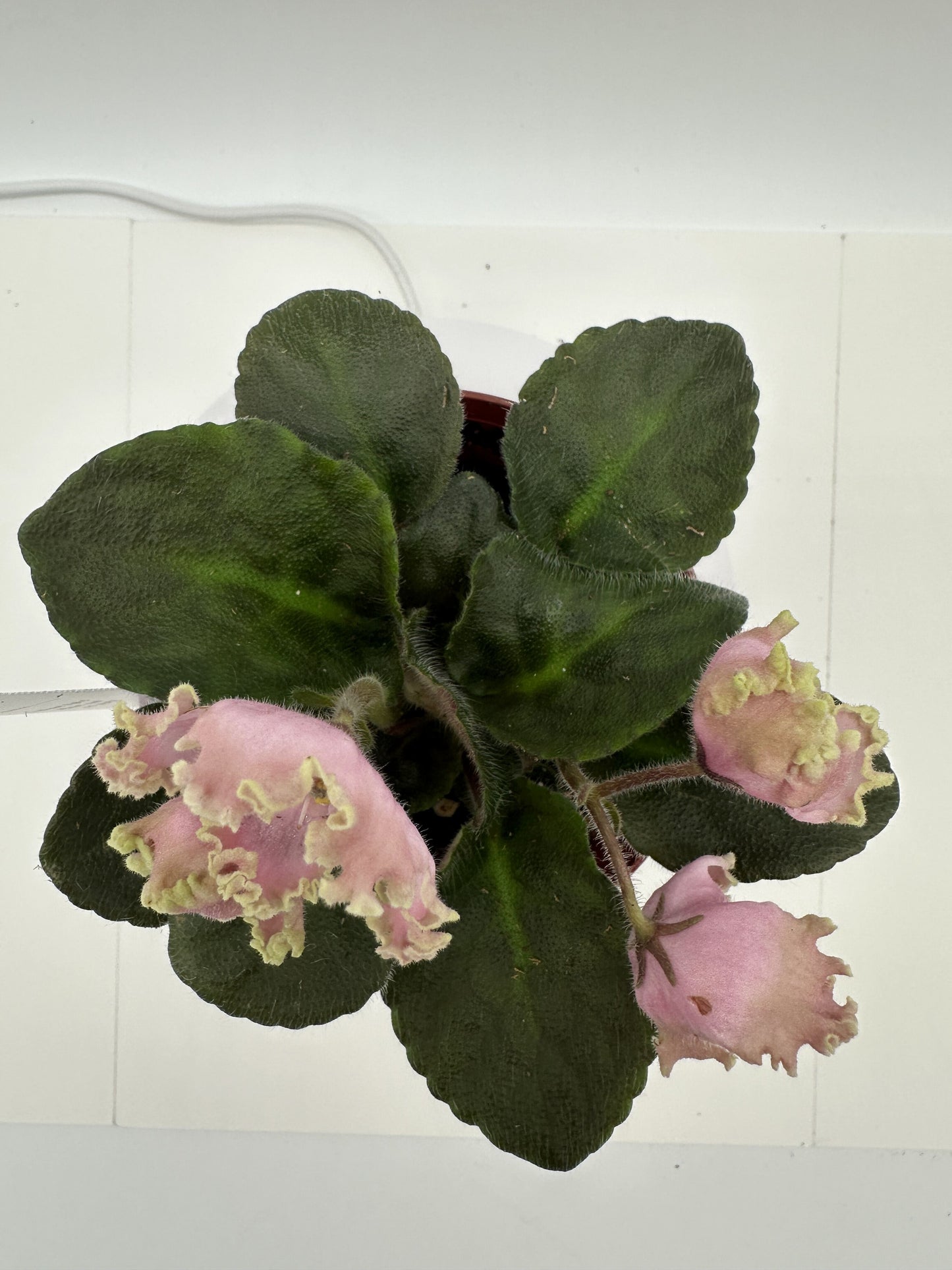 RM Vesna - Live African Violet 4"
