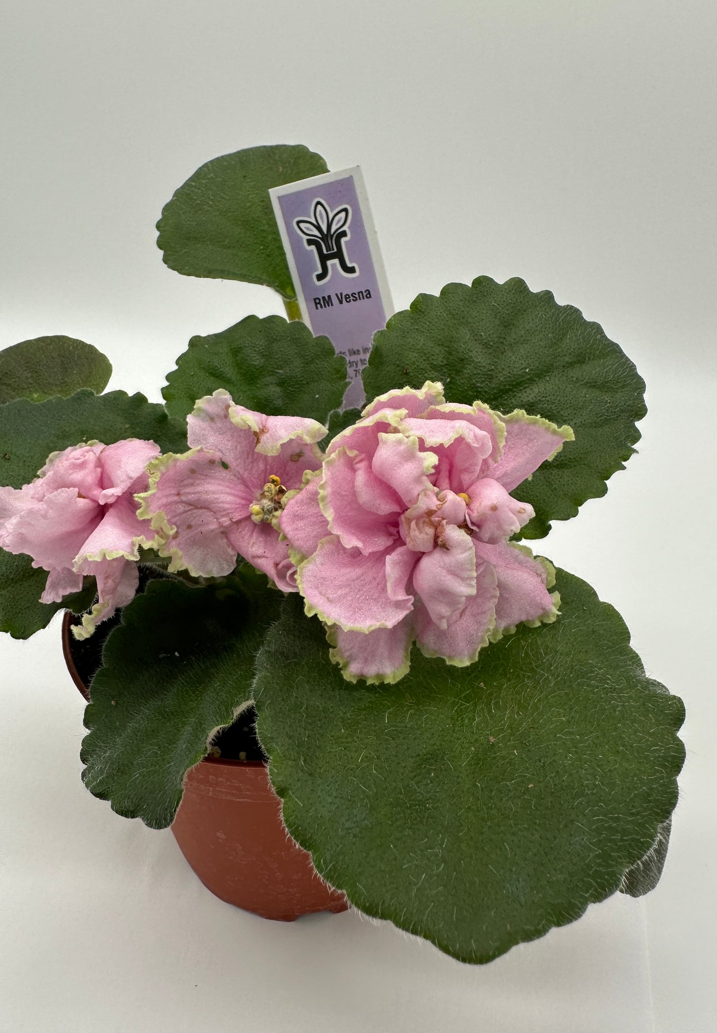 RM Vesna - Live African Violet 4"