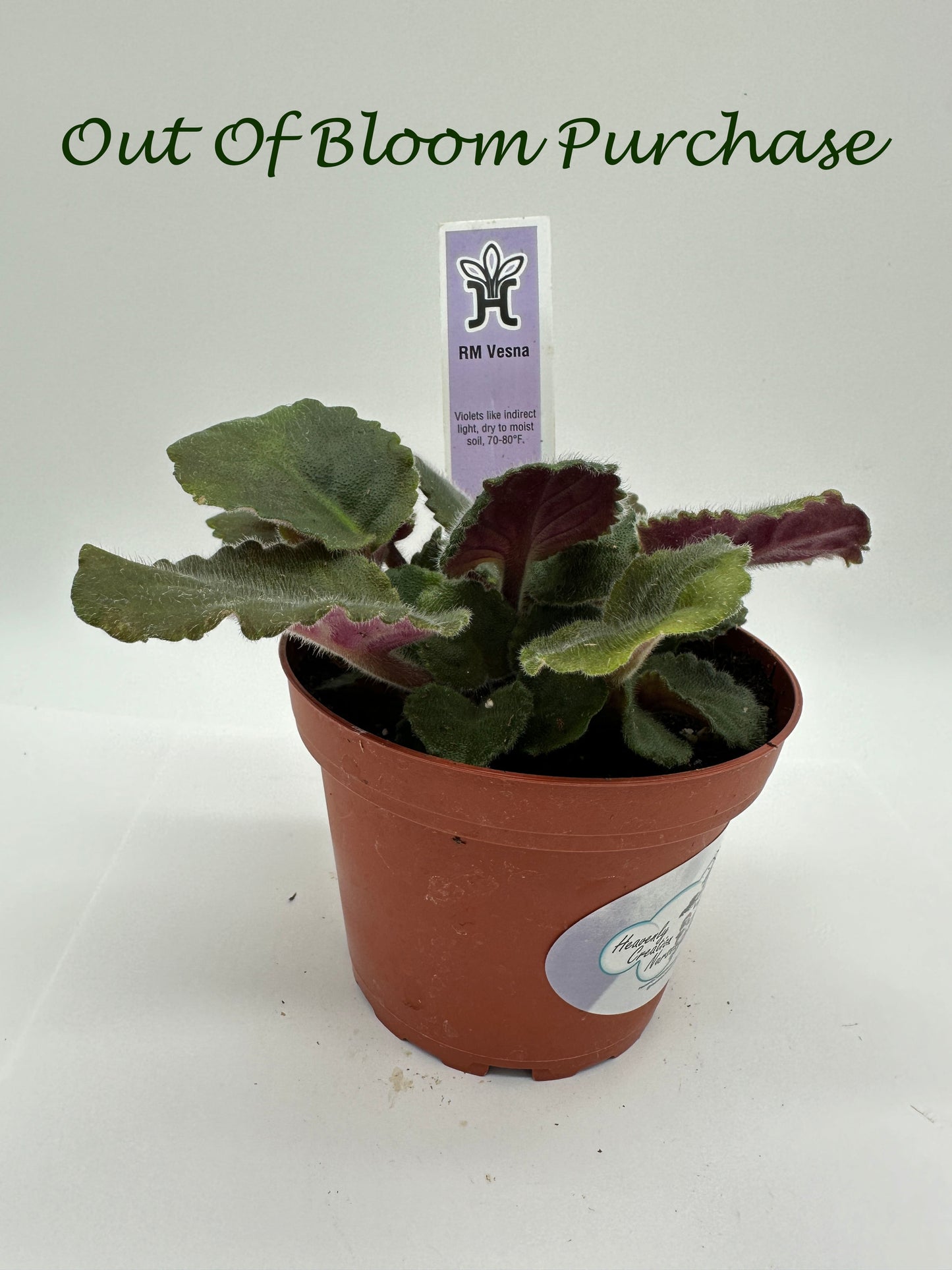 RM Vesna - Live African Violet 4"