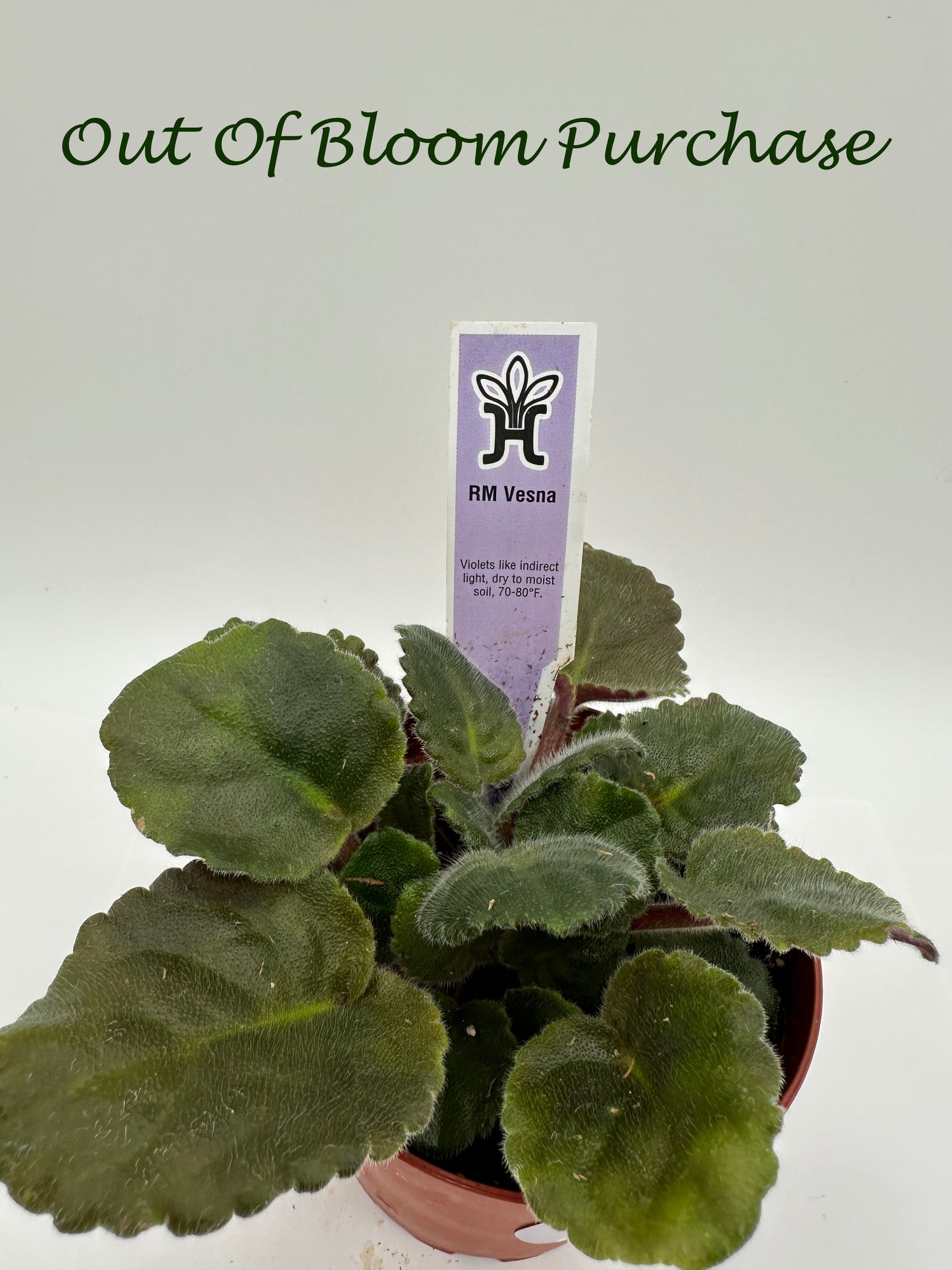 RM Vesna - Live African Violet 4"