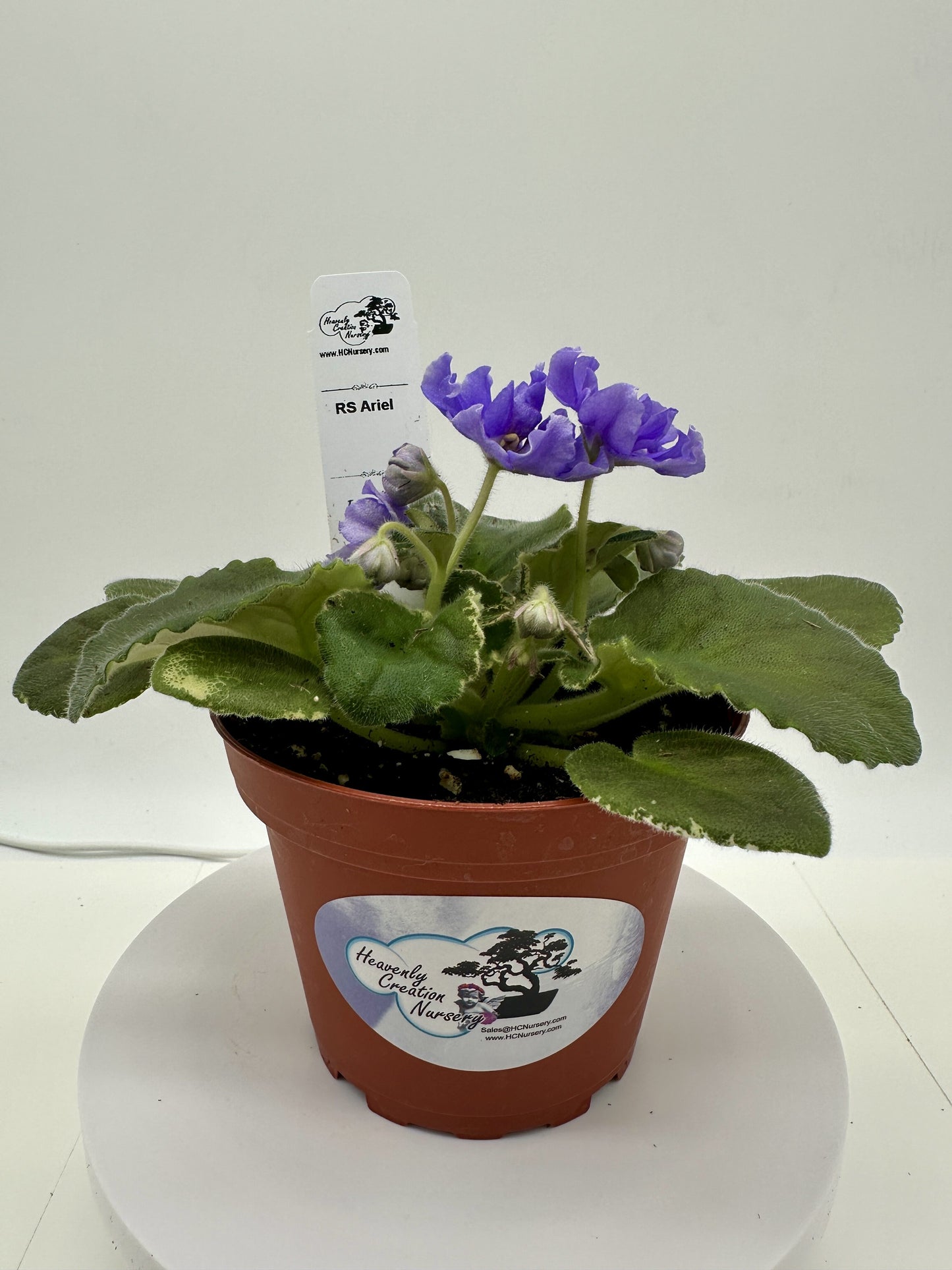 RS Ariel - Live African Violet 4"