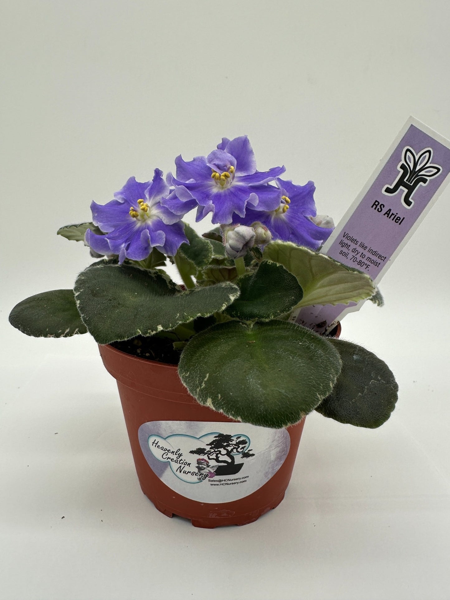 RS Ariel - Live African Violet 4"