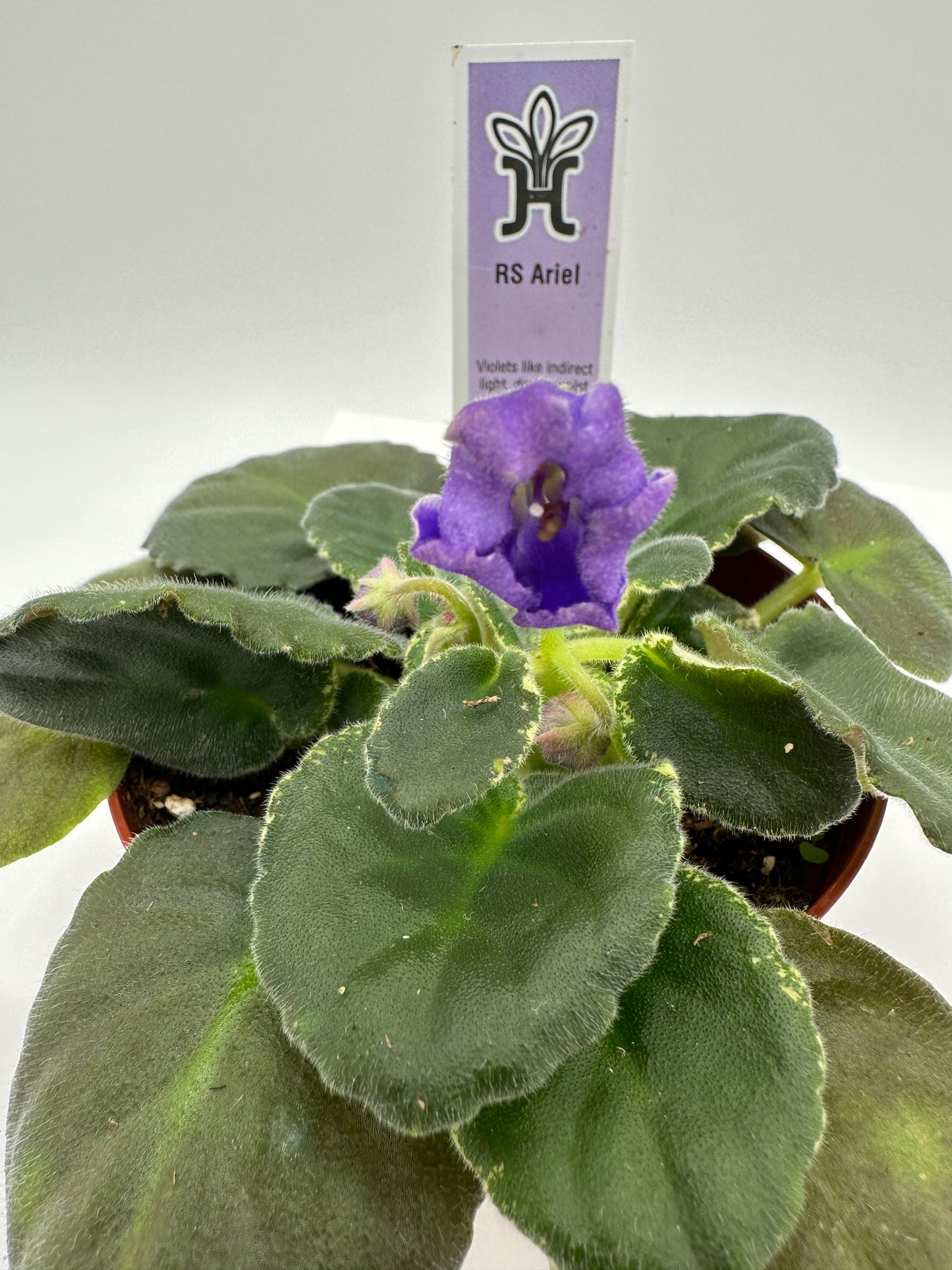 RS Ariel - Live African Violet 4"