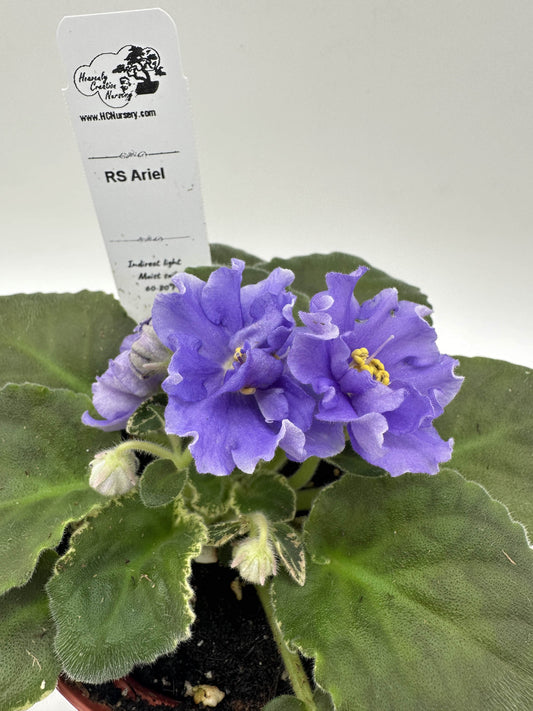 RS Ariel - Live African Violet 4"