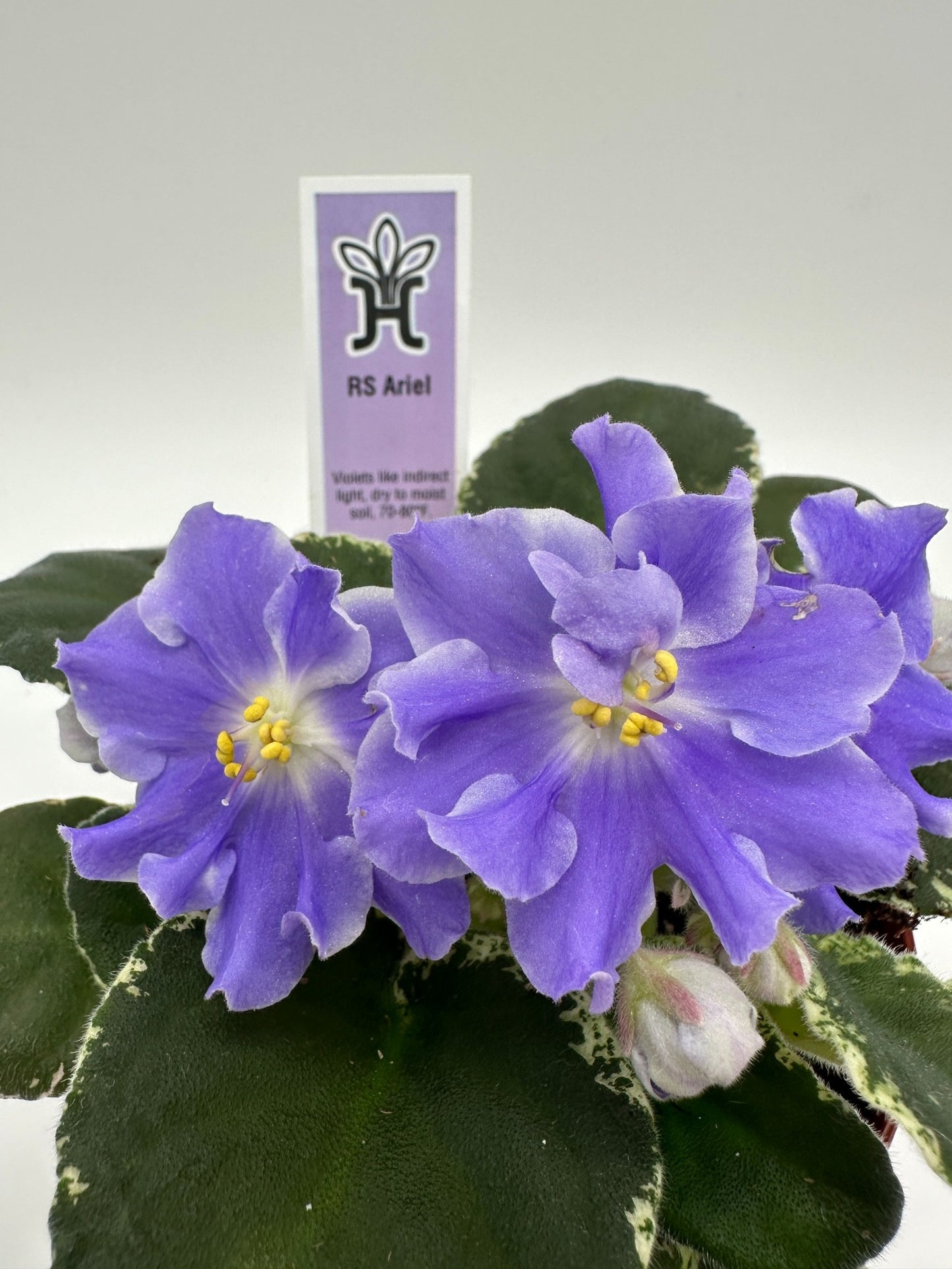 RS Ariel - Live African Violet 4"