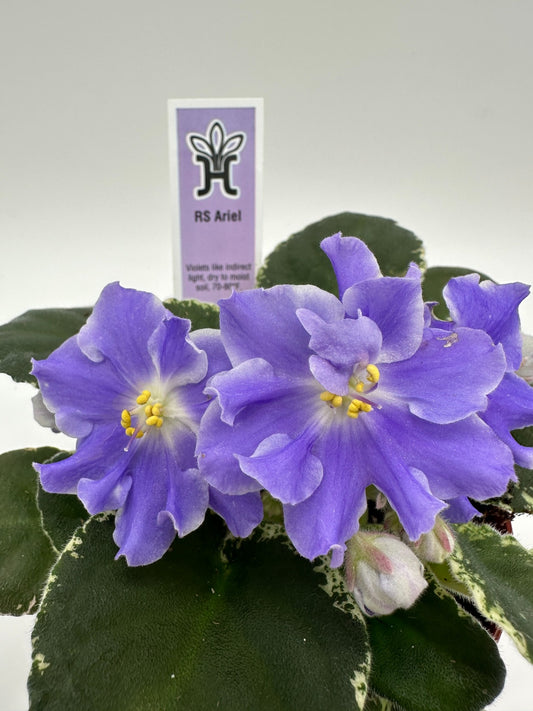 RS Ariel - Live African Violet 4"