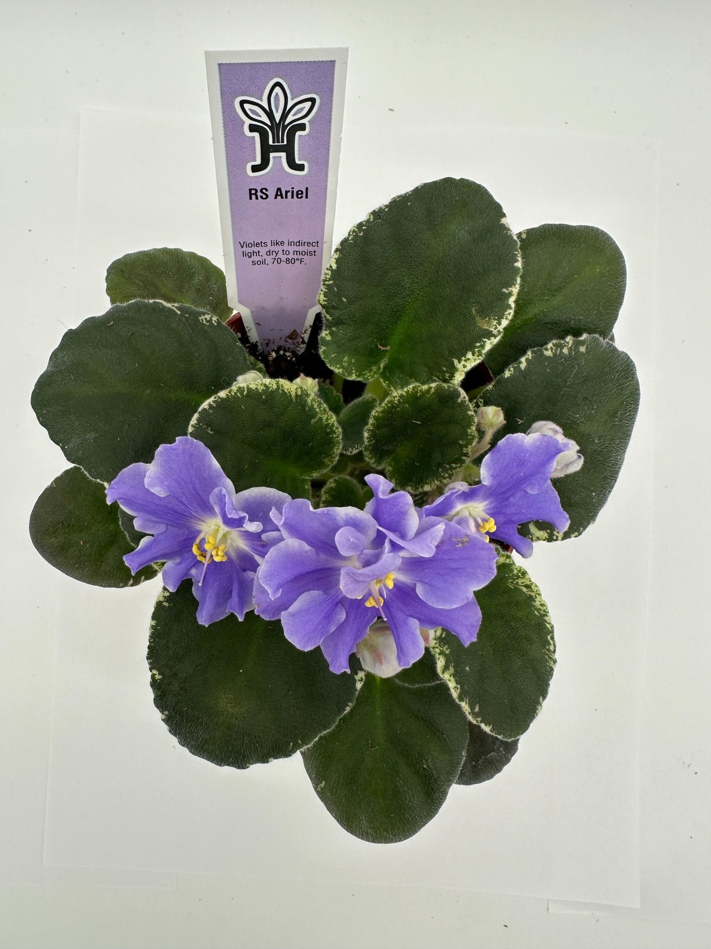RS Ariel - Live African Violet 4"