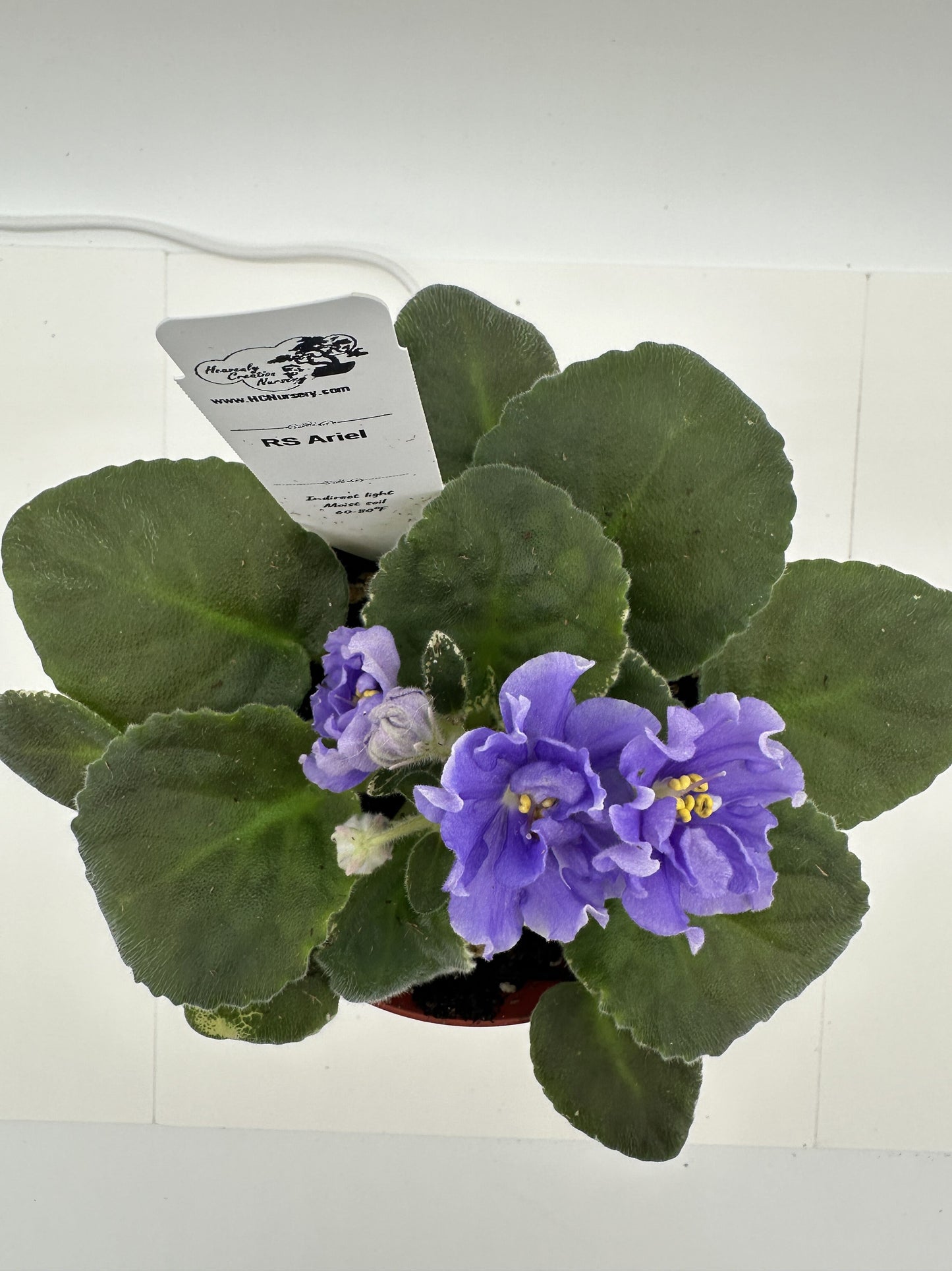 RS Ariel - Live African Violet 4"