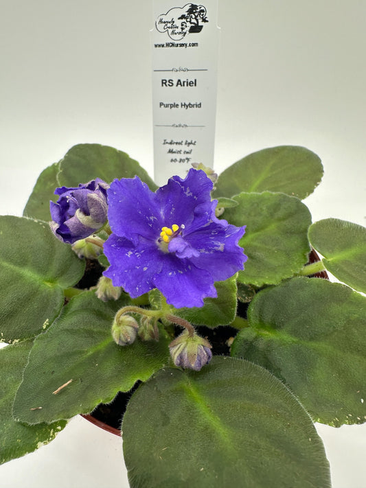 RS Ariel - Dk Purple Hybrid - Live African Violet 4"