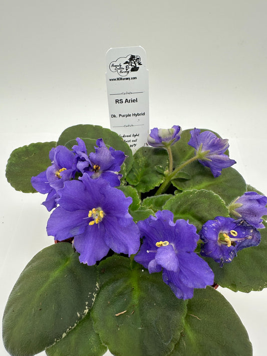 RS Ariel - Dk Purple Hybrid - Live African Violet 4"