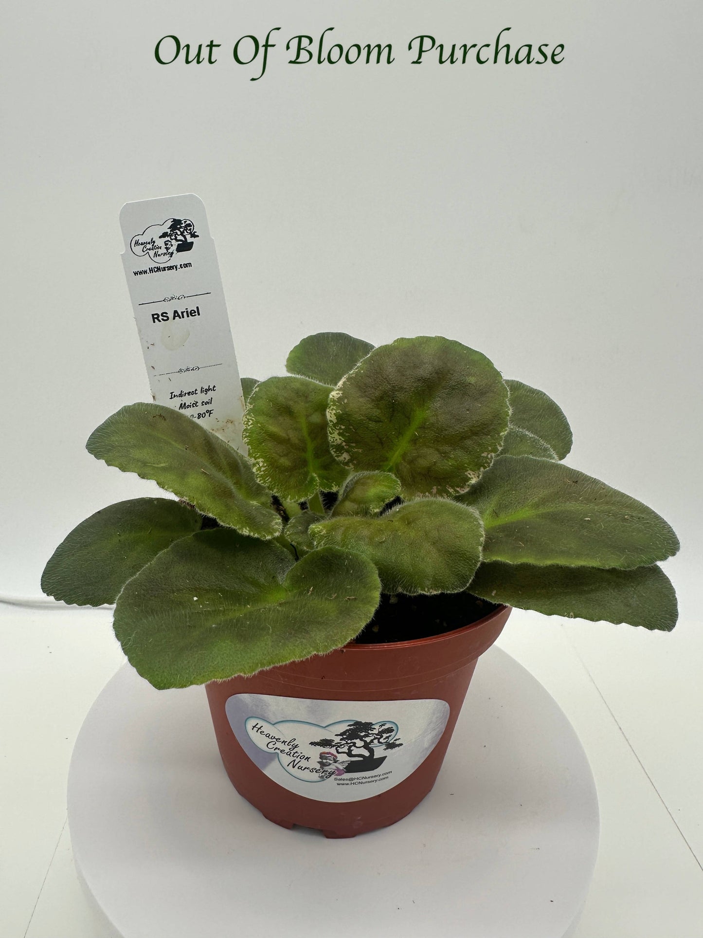 RS Ariel - Live African Violet 4"