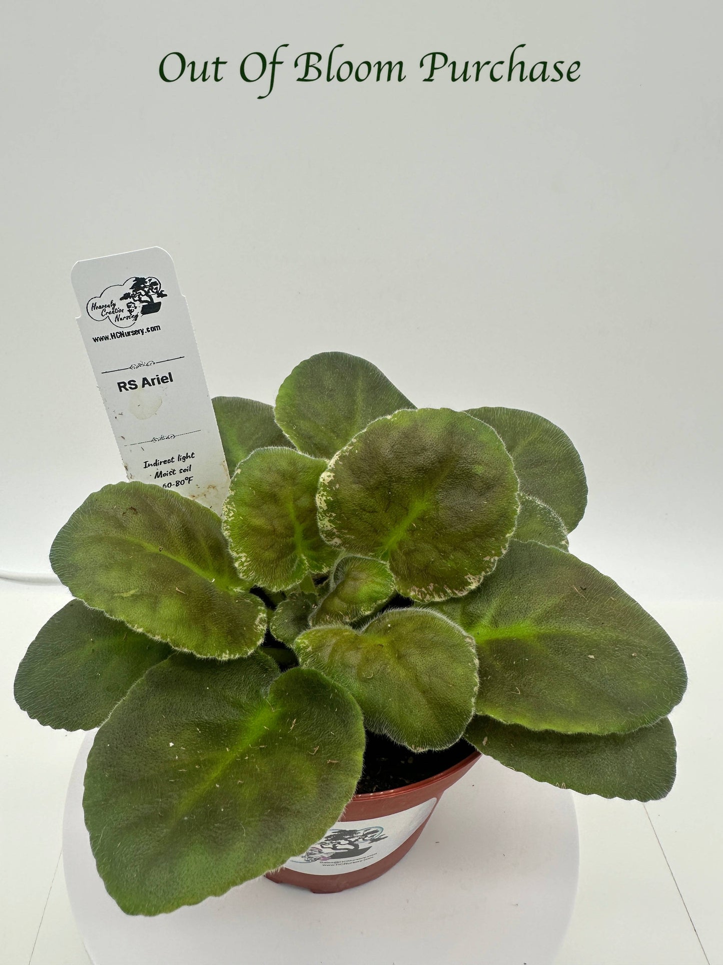 RS Ariel - Live African Violet 4"