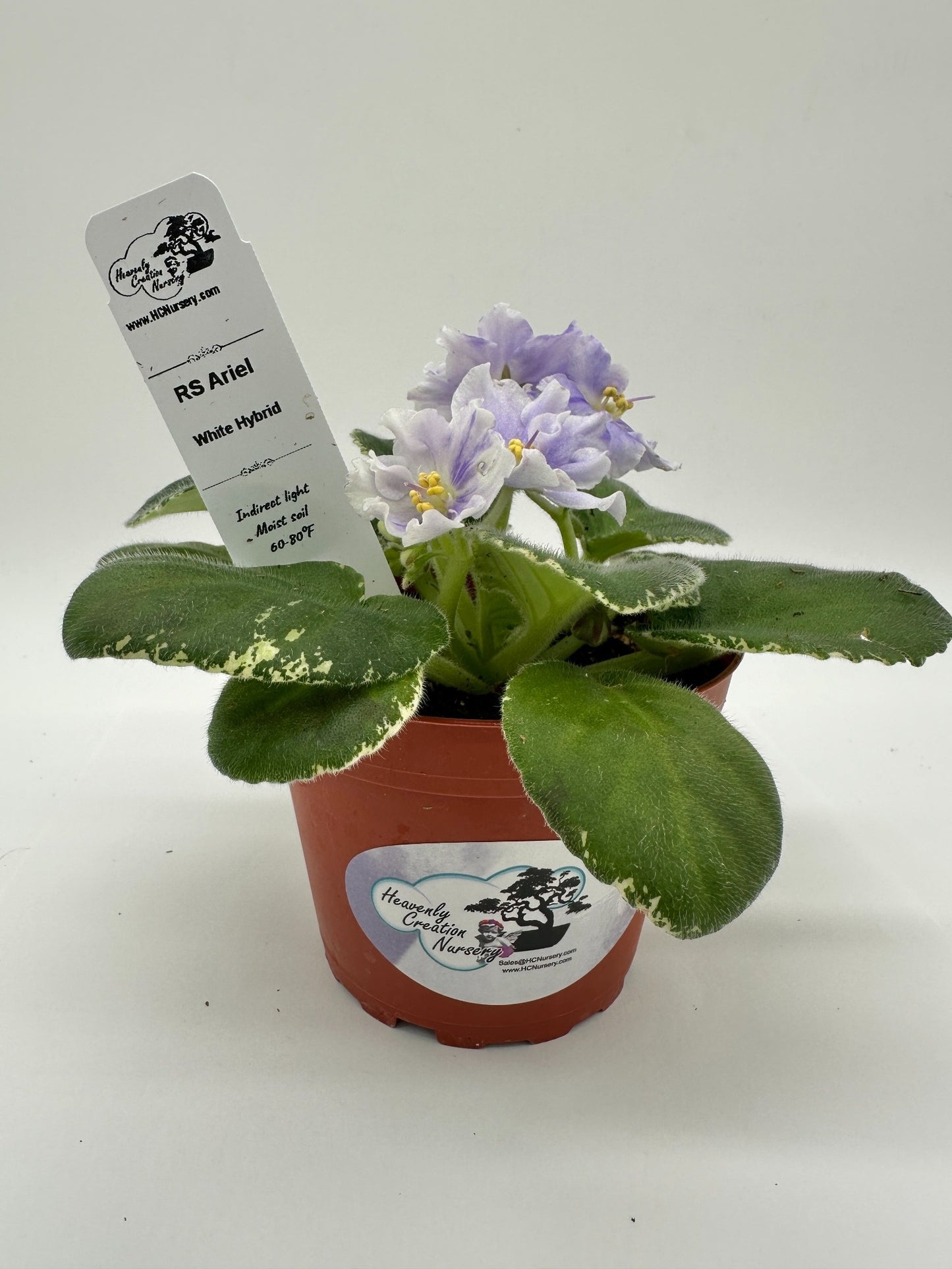 RS Ariel - White Hybrid - Live African Violet 4"