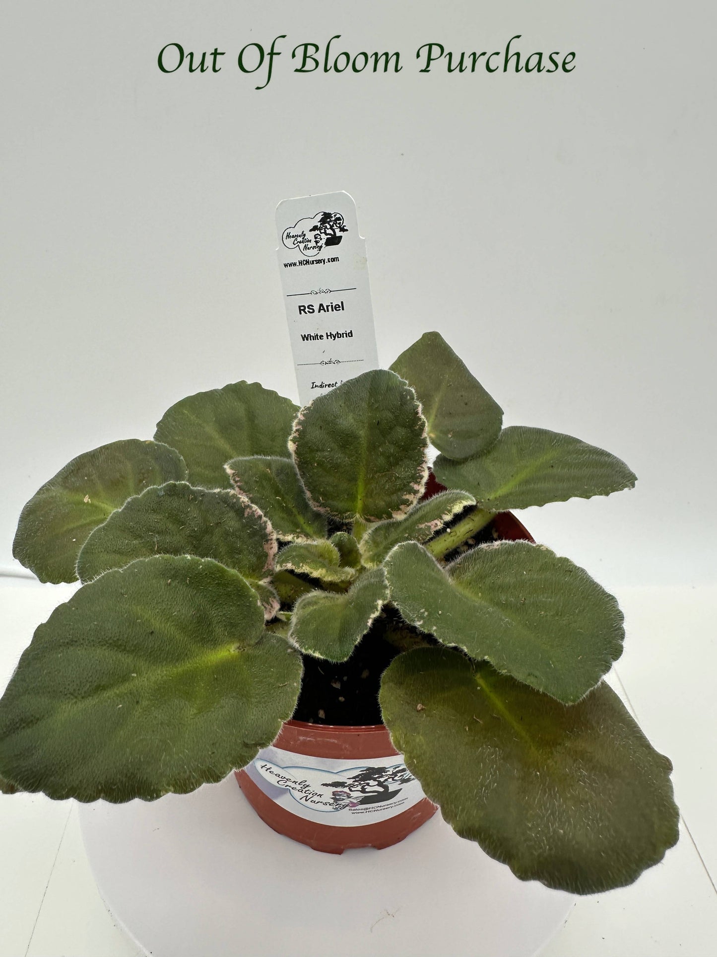RS Ariel - White Hybrid - Live African Violet 4"