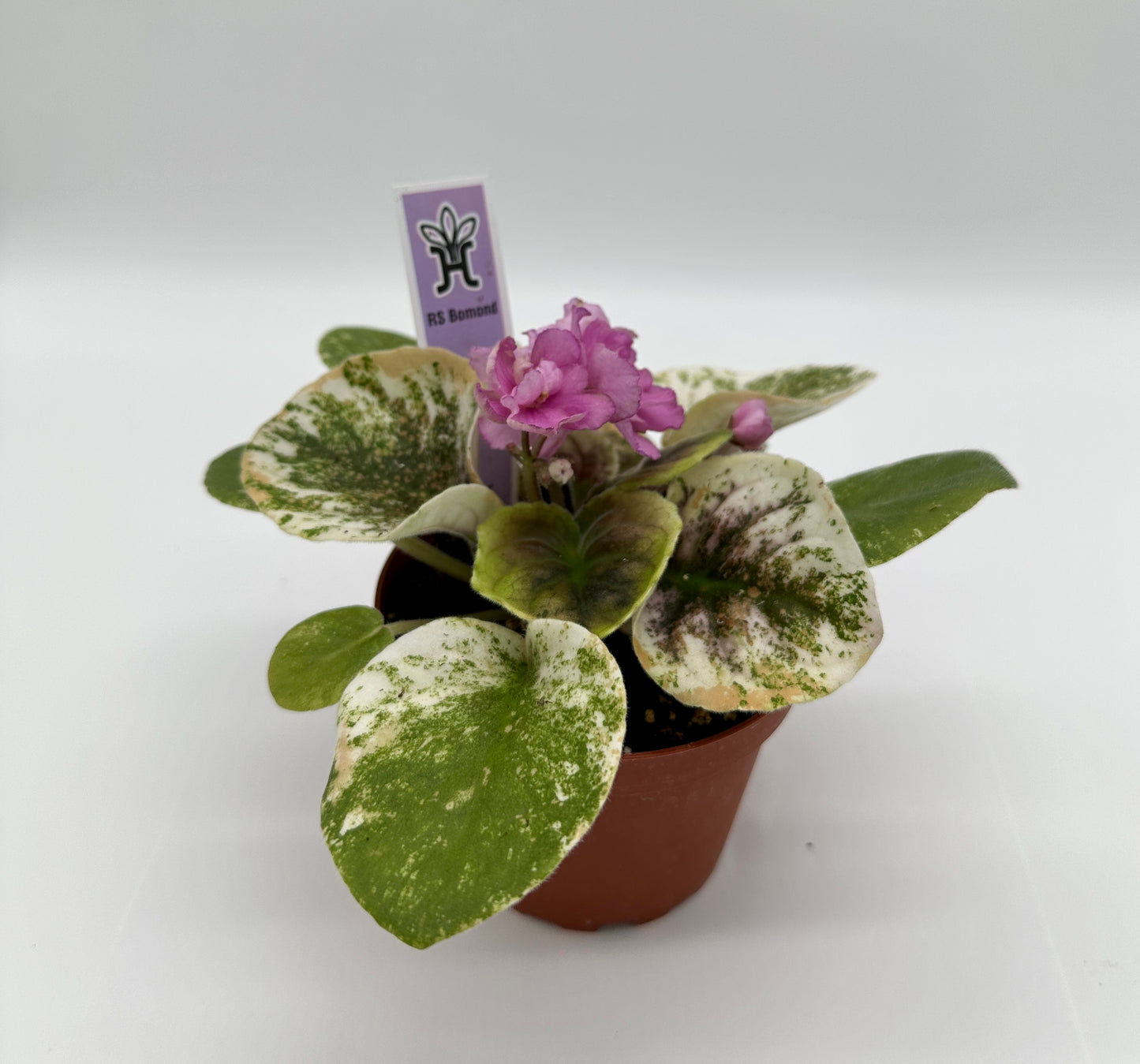 RS Bomond - Live African Violet 4"