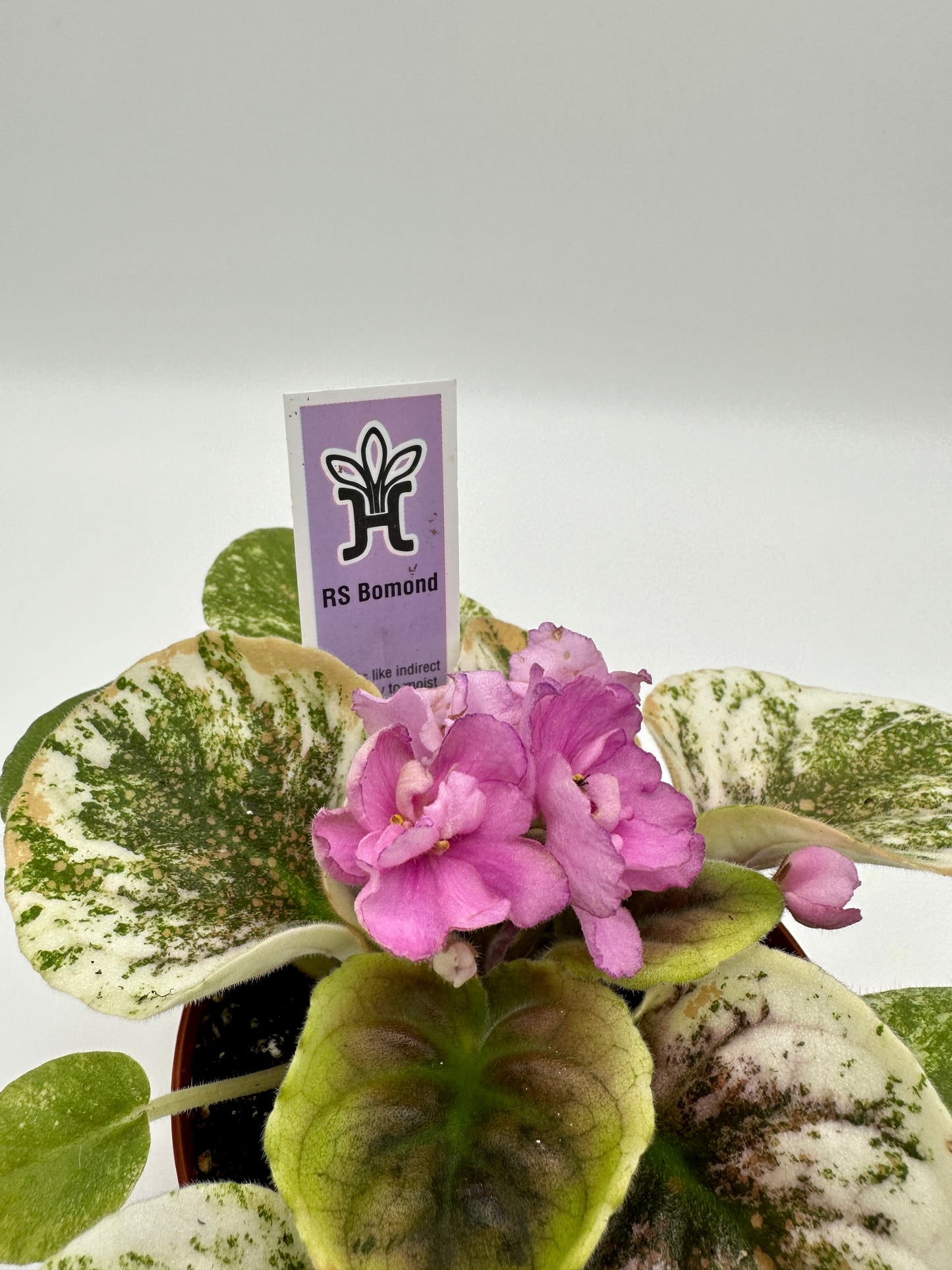 RS Bomond - Live African Violet 4"