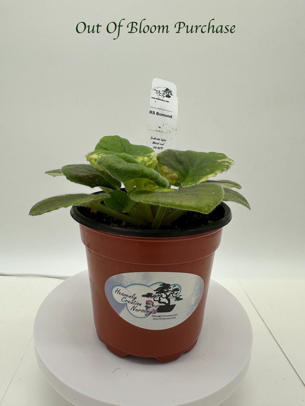 RS Bomond - Live African Violet 4"
