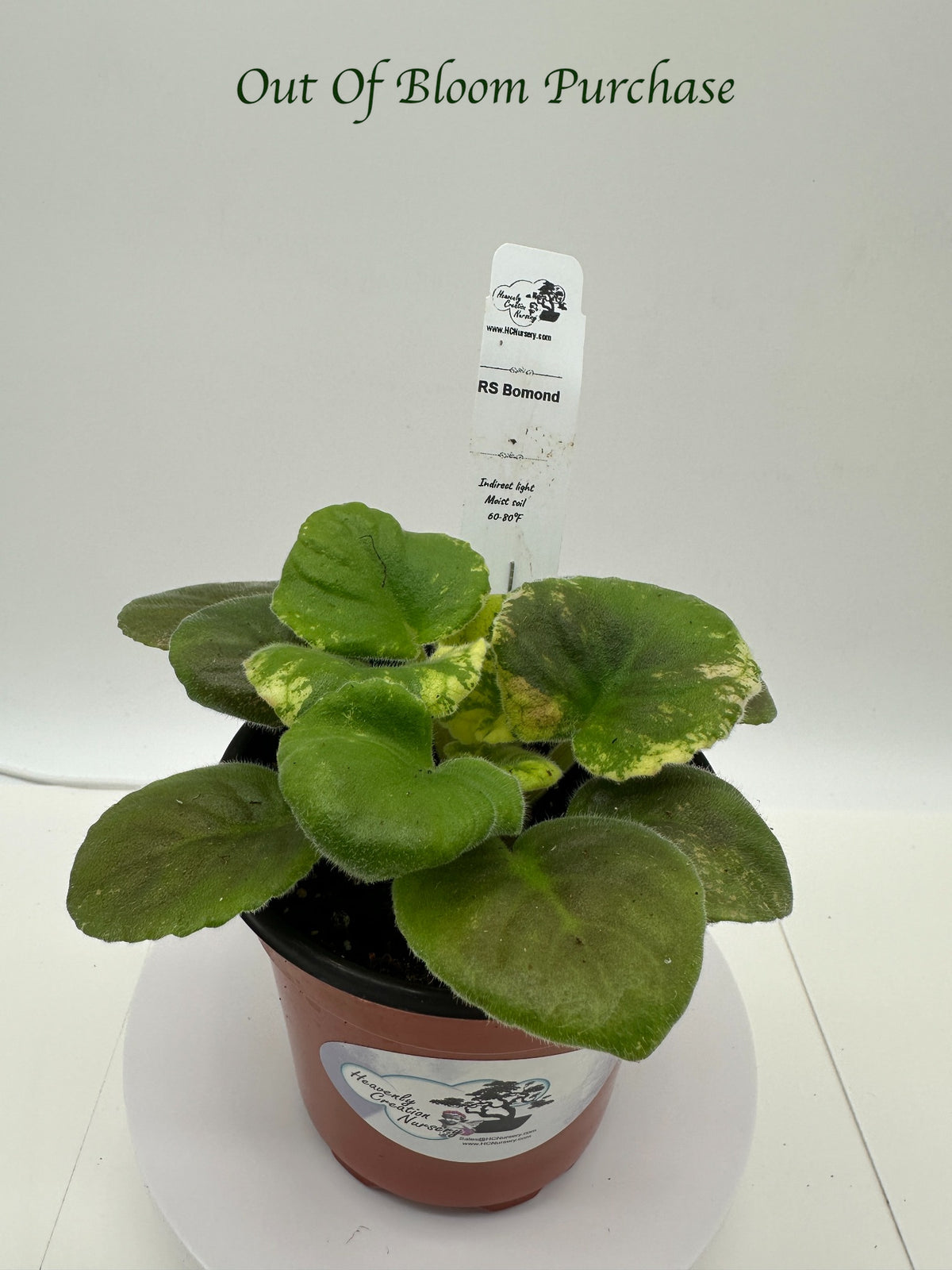 RS Bomond - Live African Violet 4"