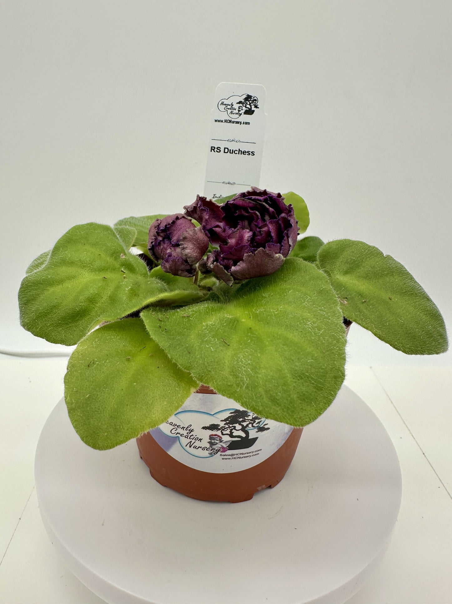 RS Duchess - Live African Violet 4"