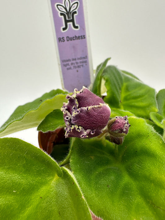RS Duchess - Live African Violet 4"
