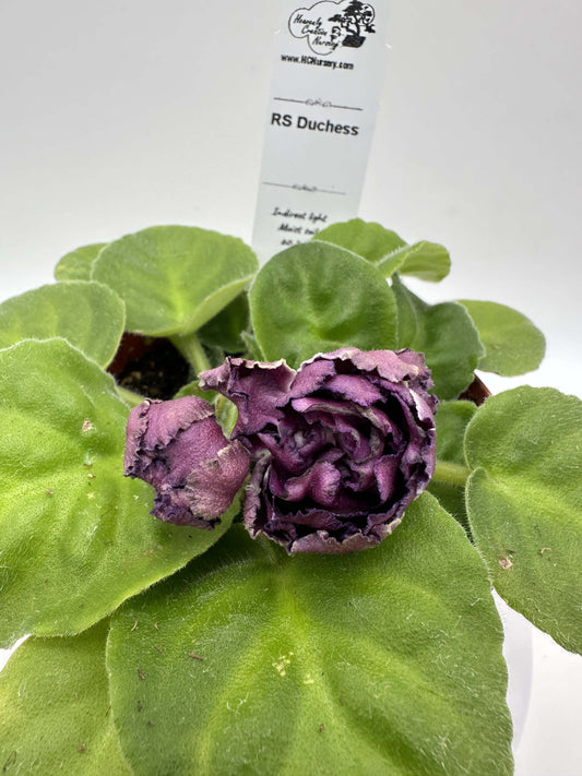 RS Duchess - Live African Violet 4"