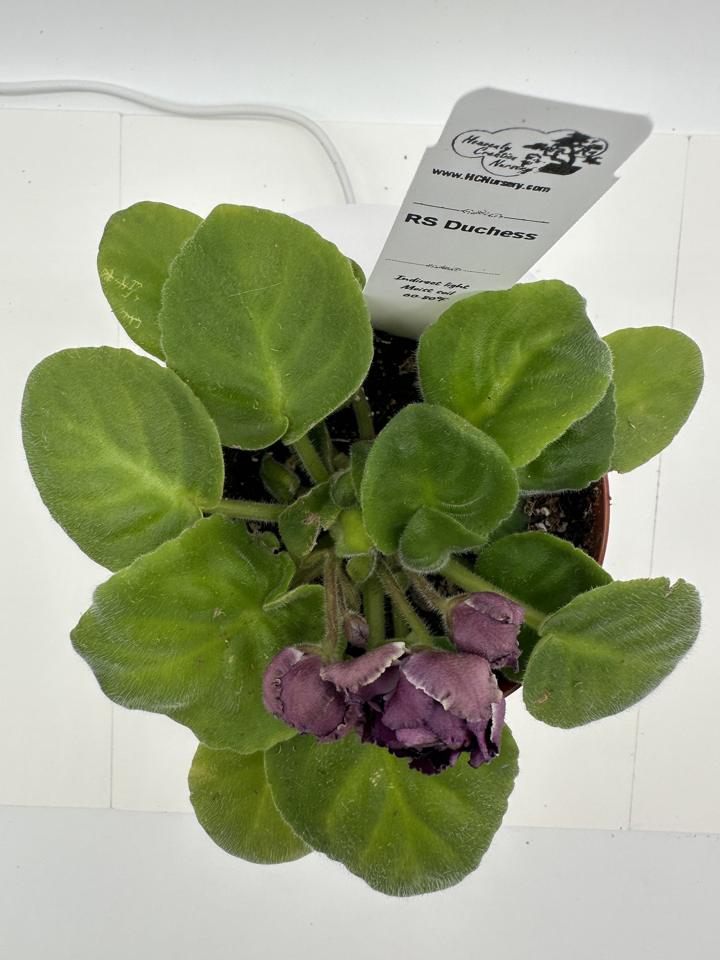 RS Duchess - Live African Violet 4"