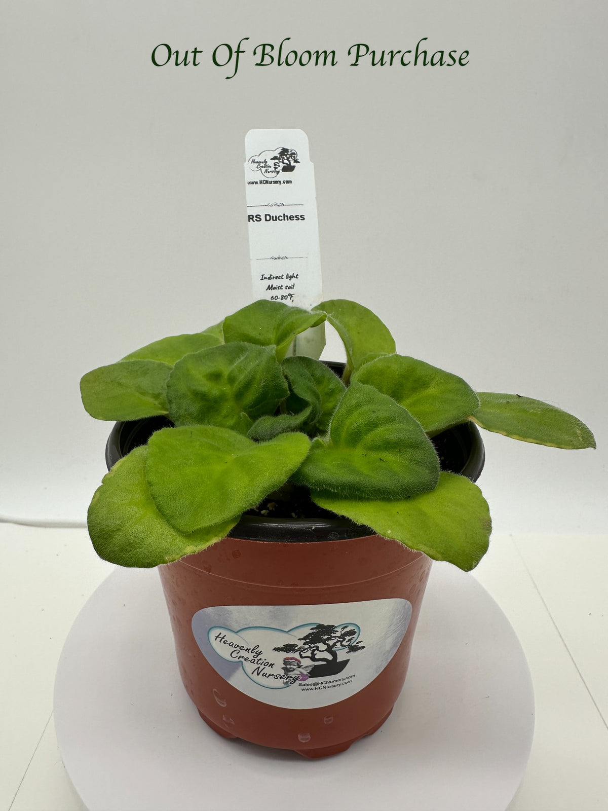 RS Duchess - Live African Violet 4"