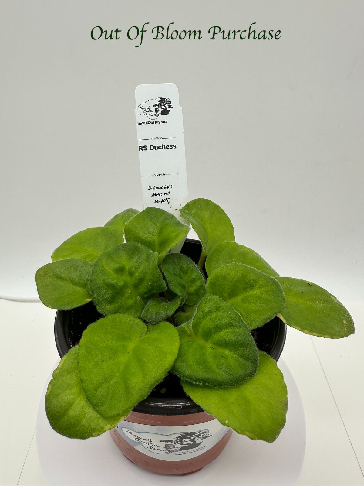 RS Duchess - Live African Violet 4"