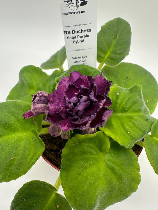 RS Duchess - Solid Purple Hybrid - Live African Violet 4"