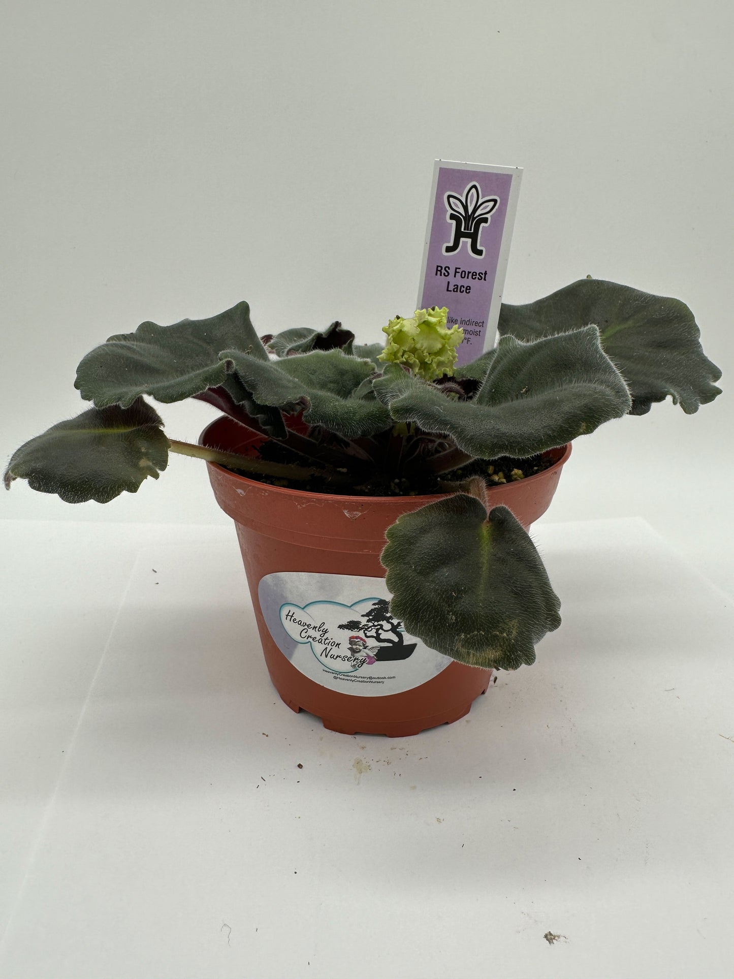 RS Forest Lace - Live African Violet 4"