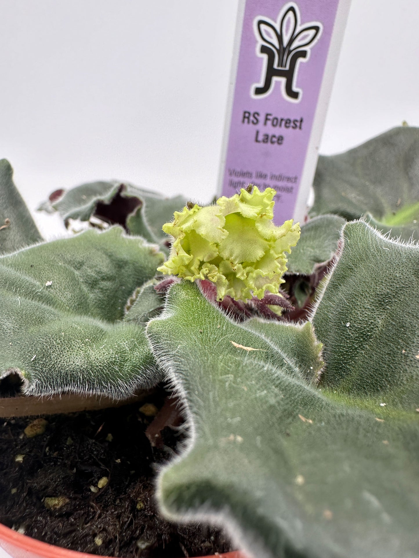 RS Forest Lace - Live African Violet 4"