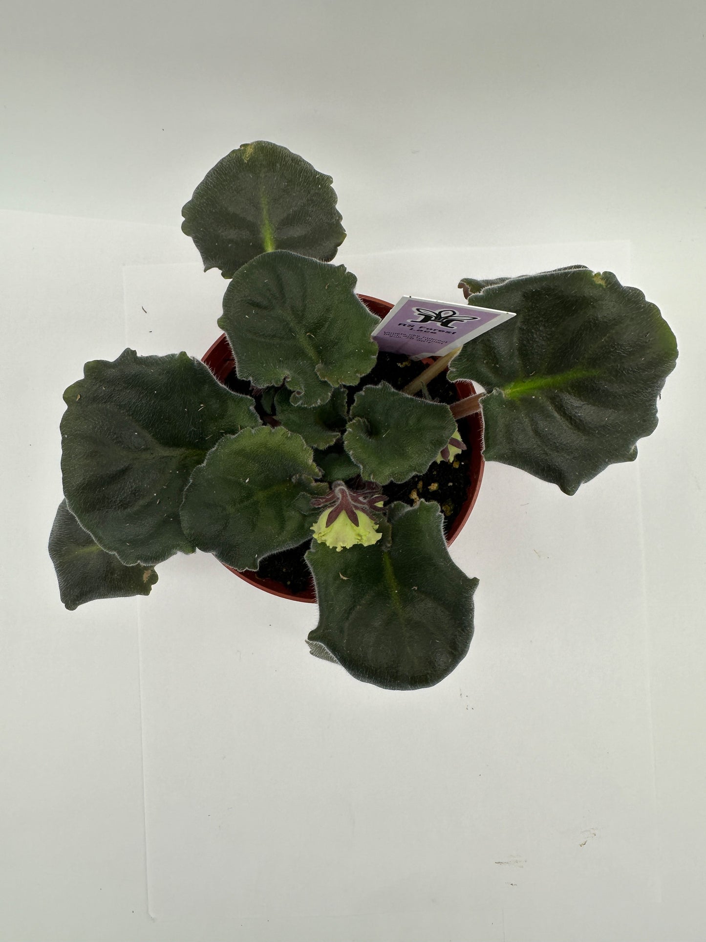 RS Forest Lace - Live African Violet 4"